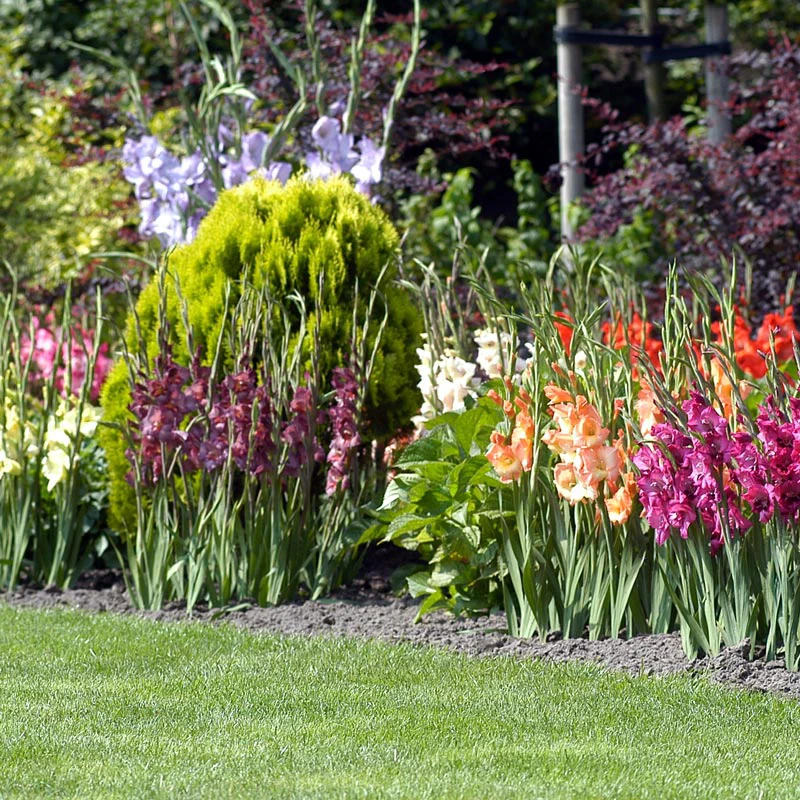 Glamini Dwarf Gladiolus Mix - Image 2