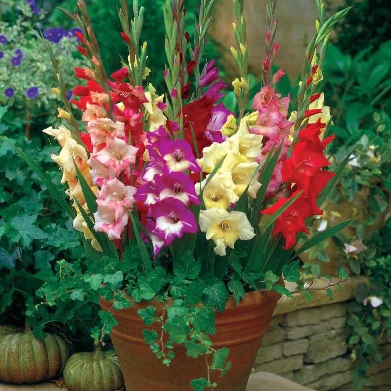 Glamini Dwarf Gladiolus Mix - Image 3