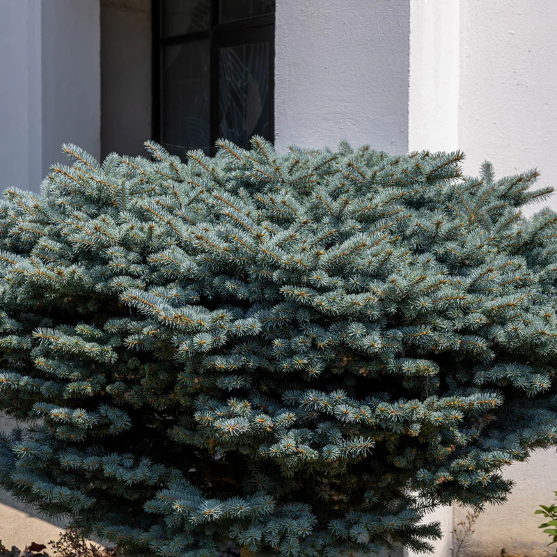 Globosa Blue Spruce - Image 3