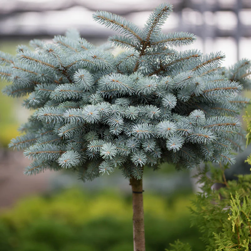 Globosa Blue Spruce - Image 4