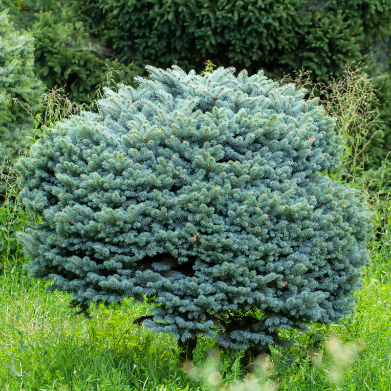 Globosa Blue Spruce - Image 5