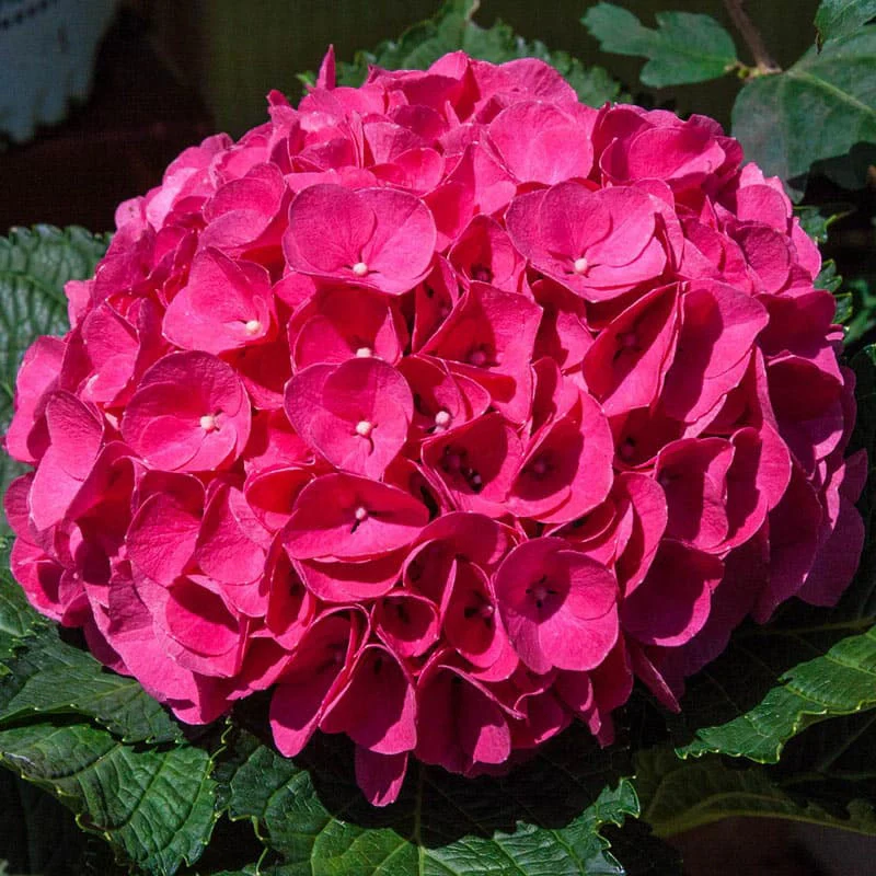 Glowing Embers Hydrangea - Image 3