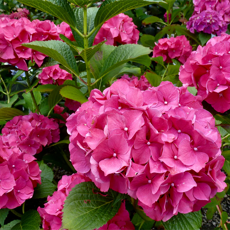 Glowing Embers Hydrangea - Image 4
