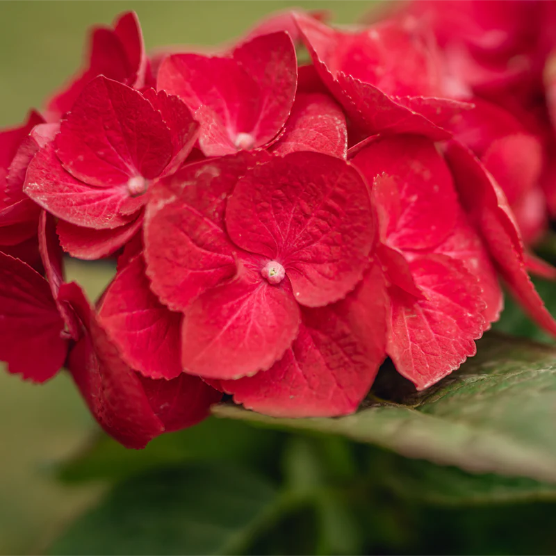 Glowing Embers Hydrangea - Image 5