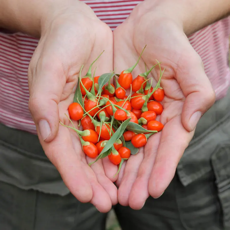 Goji Berry
