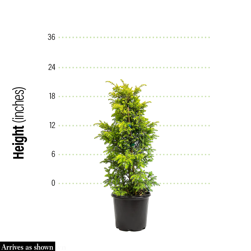 Gold Cone Juniper - Image 2