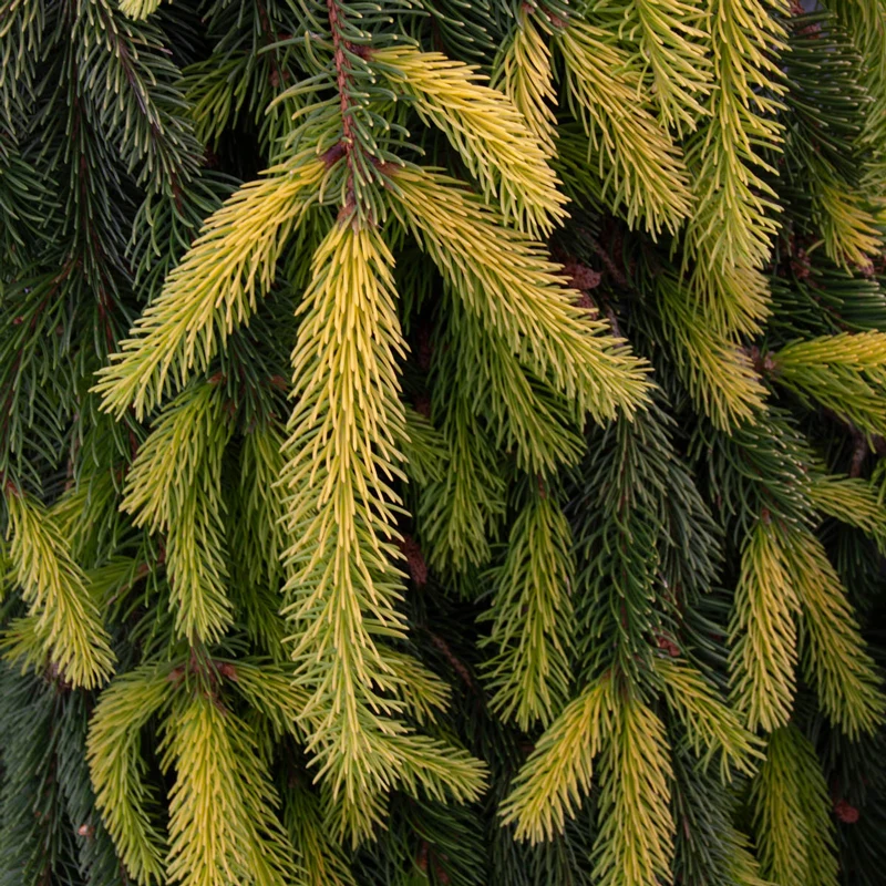 Gold Drift Norway Spruce - Image 3