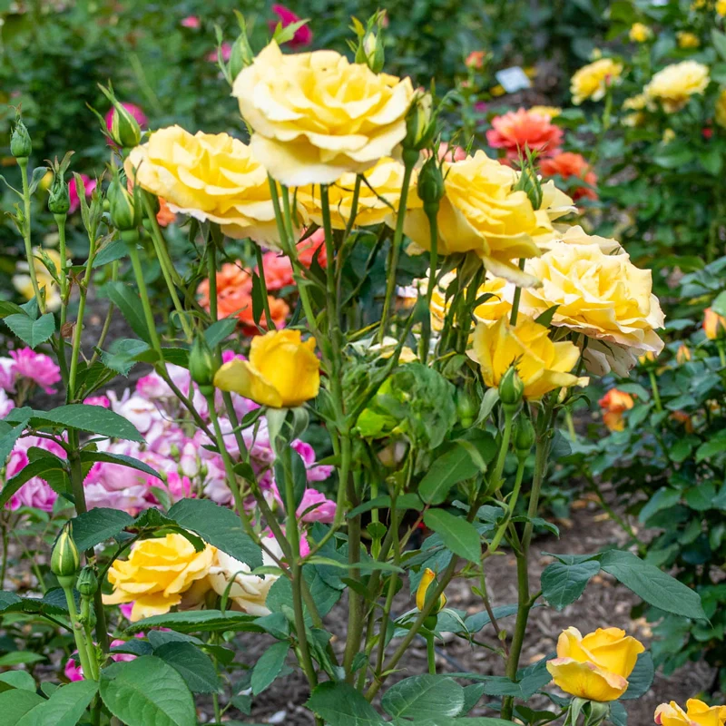 Gold Medal Grandiflora Rose - Image 2
