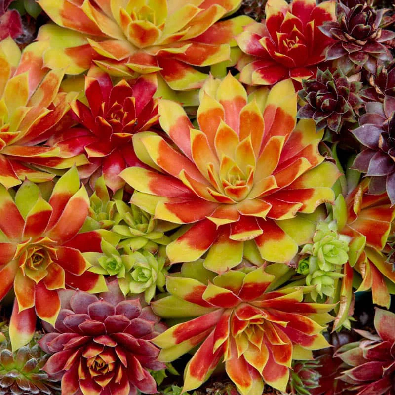 Gold Nugget Chick Charms® Hens & Chicks