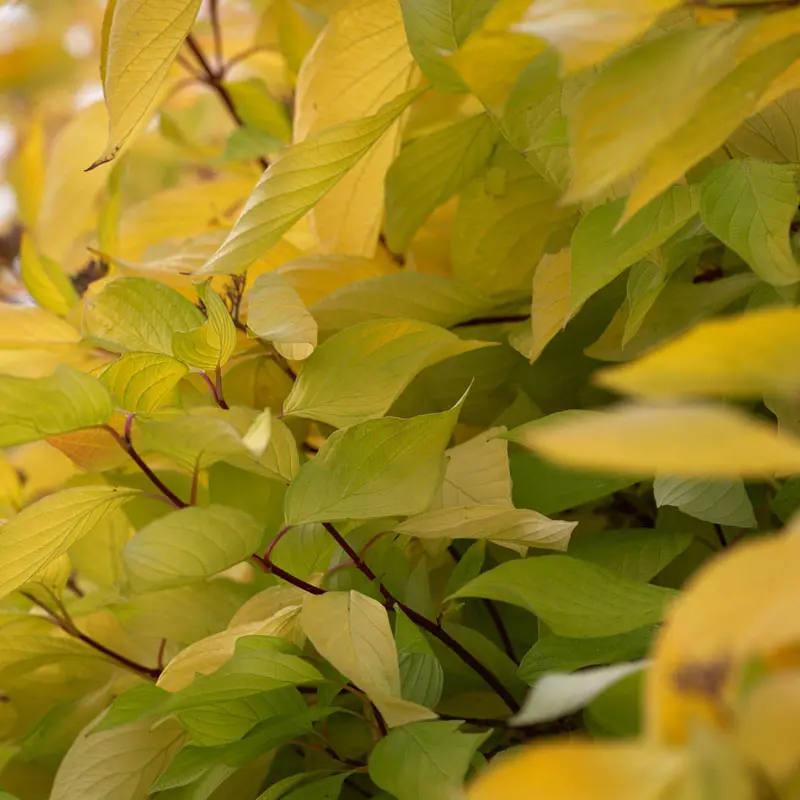 Golden Dogwood Hedge