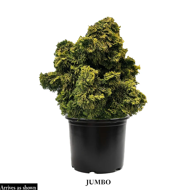 Golden Dwarf Hinoki Cypress - Image 2