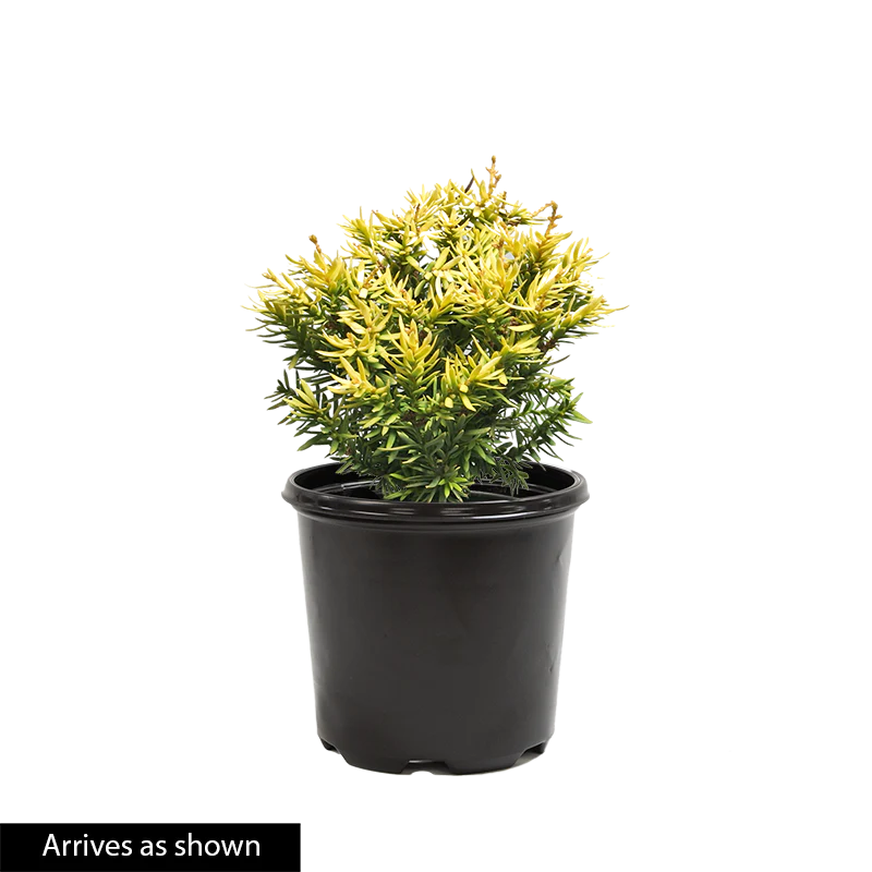 Japanese Golden Dwarf Yew - Image 2