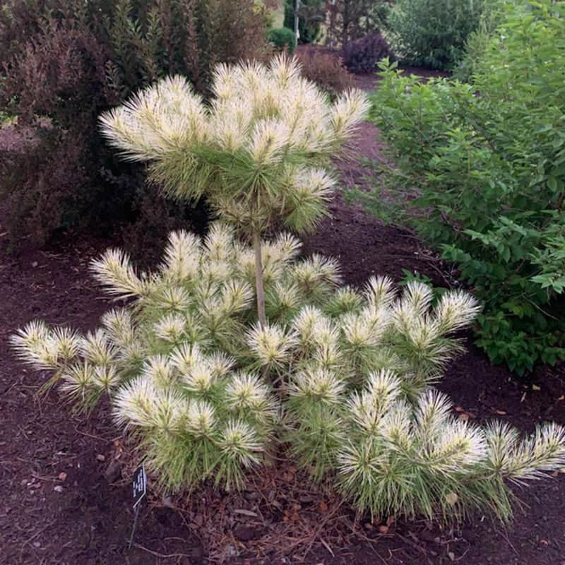 Golden Ghost Japanese Red Pine - Image 3