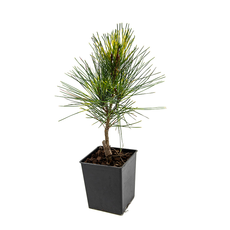 Golden Ghost Japanese Red Pine - Image 4