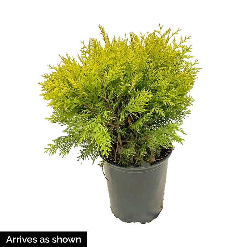Golden Globe Arborvitae Hedge - Image 3