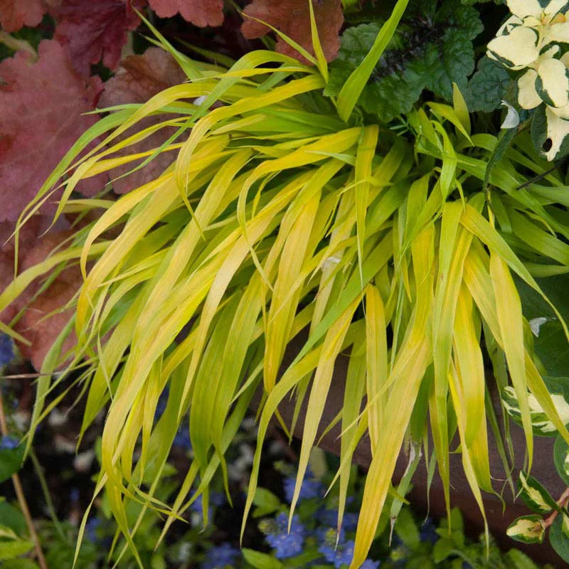 All Gold Japanese Forest Grass - Image 3