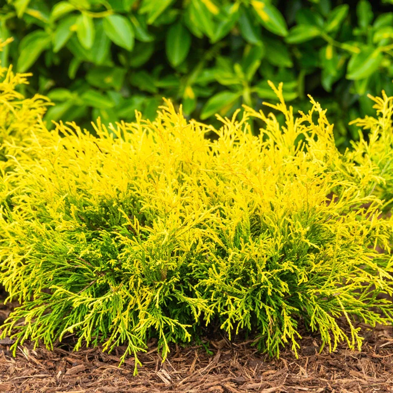 Golden Mop Falsecypress - Image 3