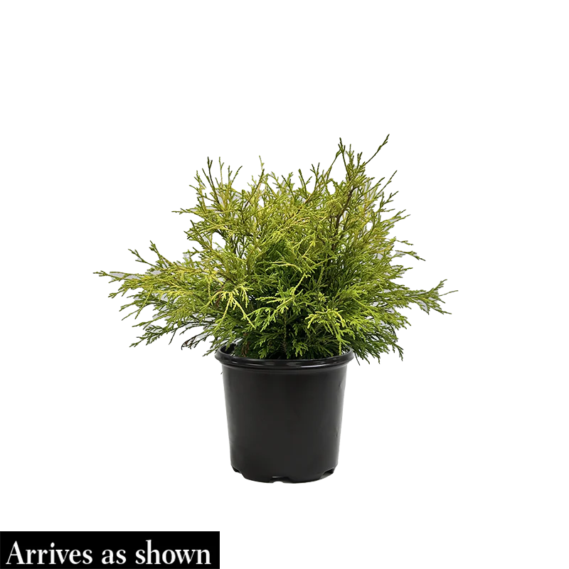 Golden Mop Falsecypress - Image 4