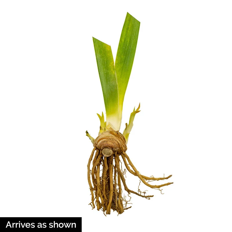 Golden Panther Bearded Iris - Image 2