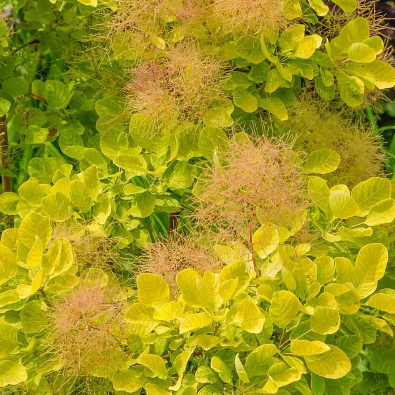 Golden Spirit Smoke Tree