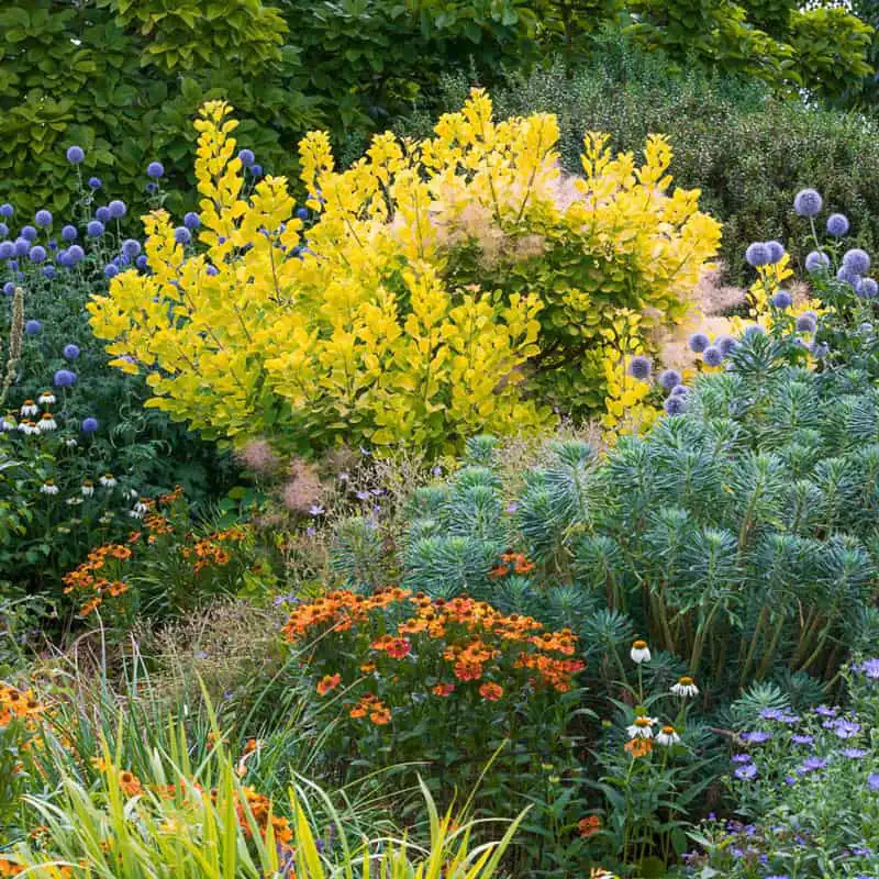 Golden Spirit Smoke Tree - Image 2