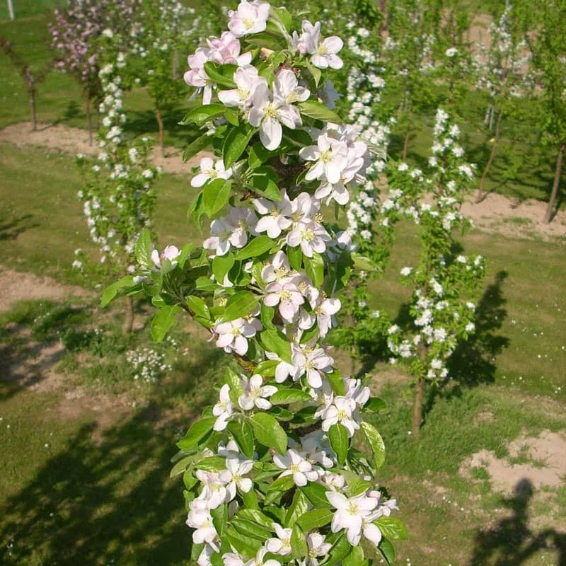 Golden Treat™ Urban Apple® Tree - Image 2