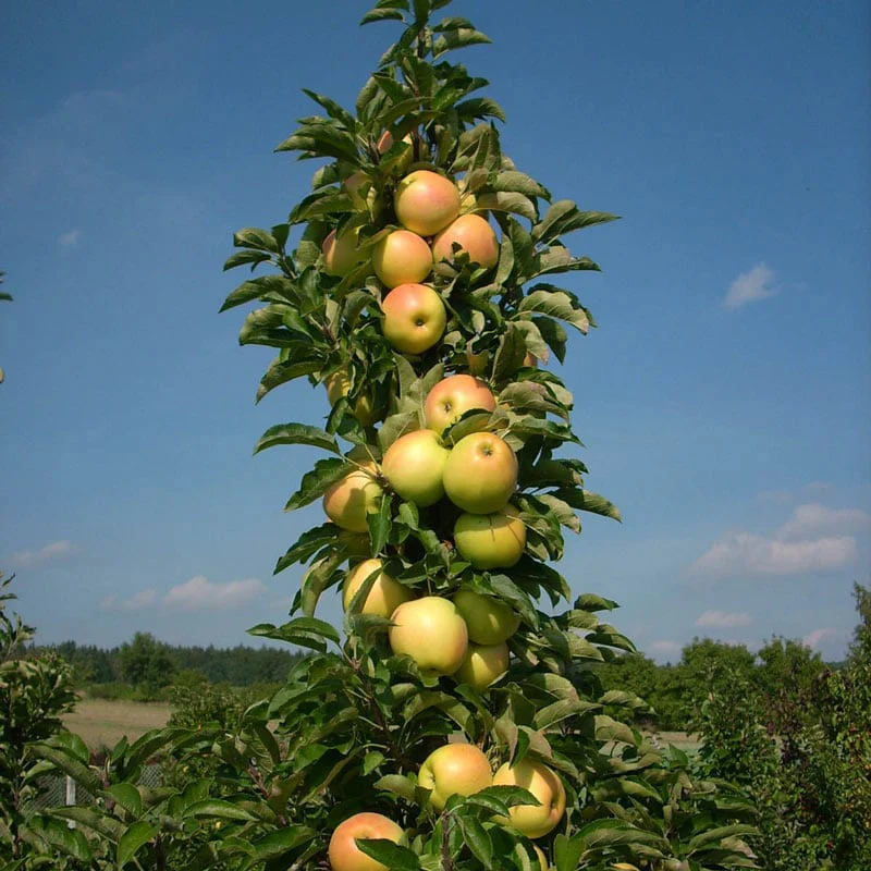Golden Treat™ Urban Apple® Tree - Image 3