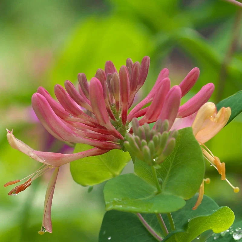 Goldflame Honeysuckle - Image 3