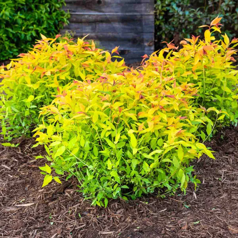 Goldmound Spirea - Image 2
