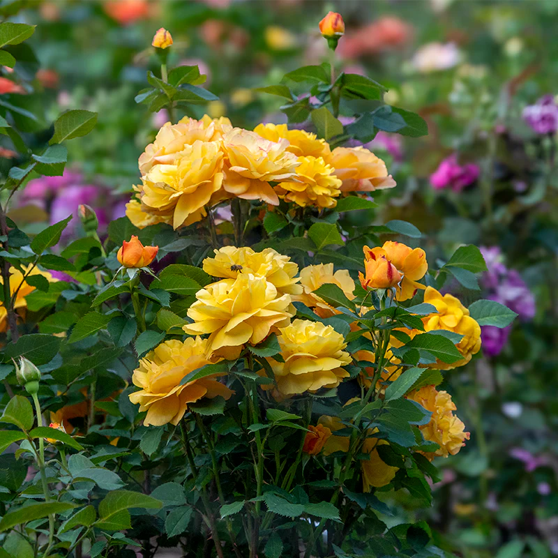Good as Gold™ Hybrid Tea Rose - Image 3