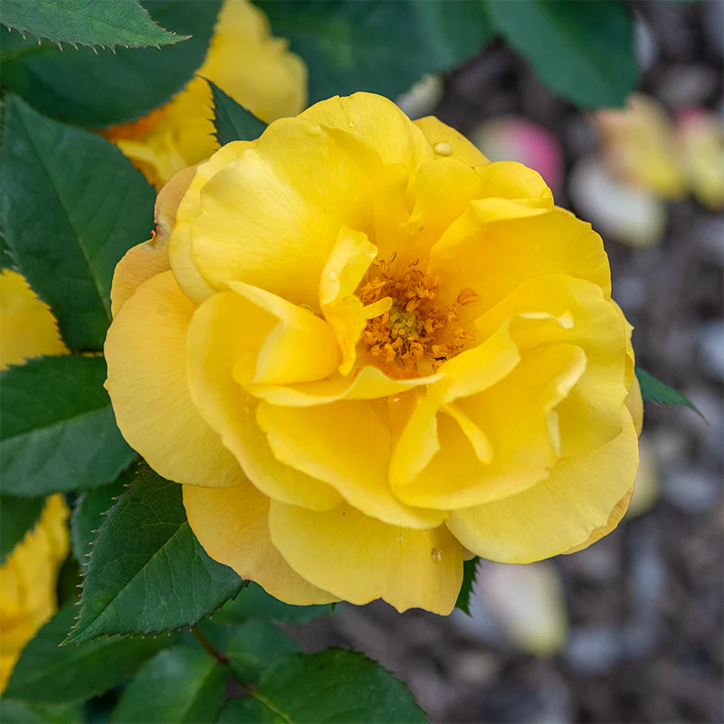 Good as Gold™ Hybrid Tea Rose - Image 4