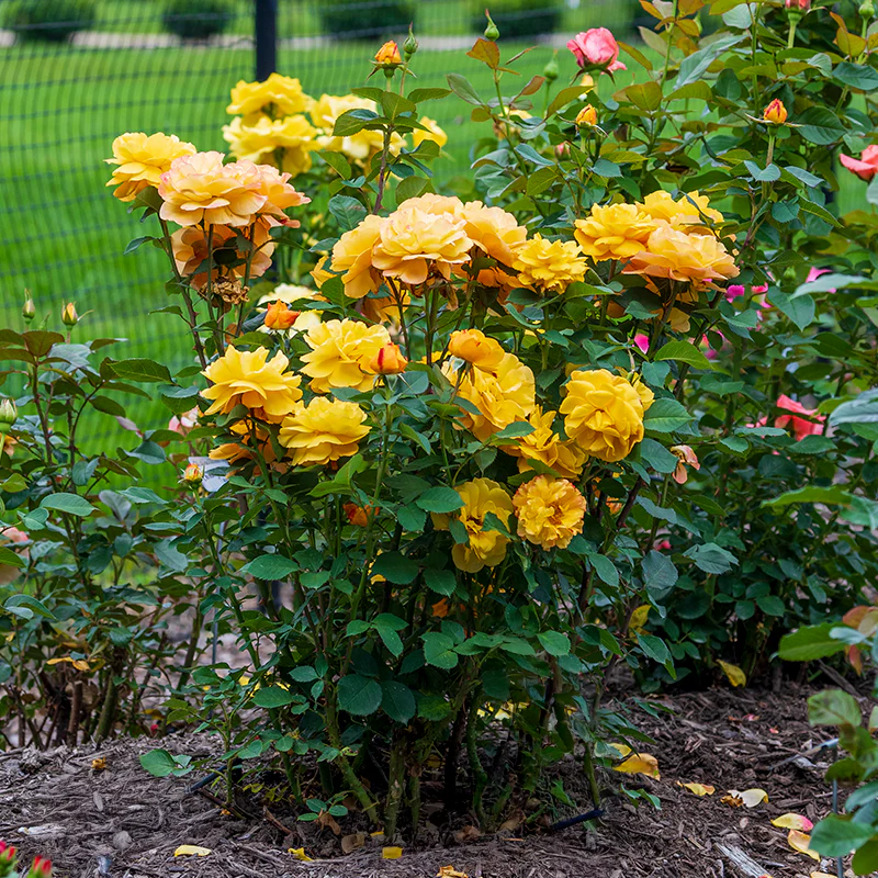 Good as Gold™ Hybrid Tea Rose - Image 5