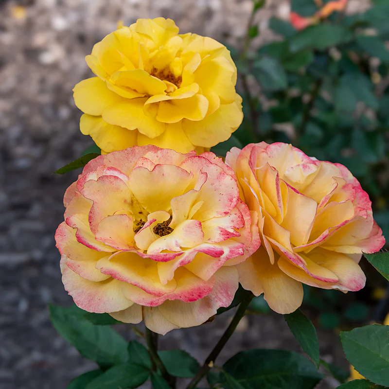 Good as Gold™ Hybrid Tea Rose - Image 6
