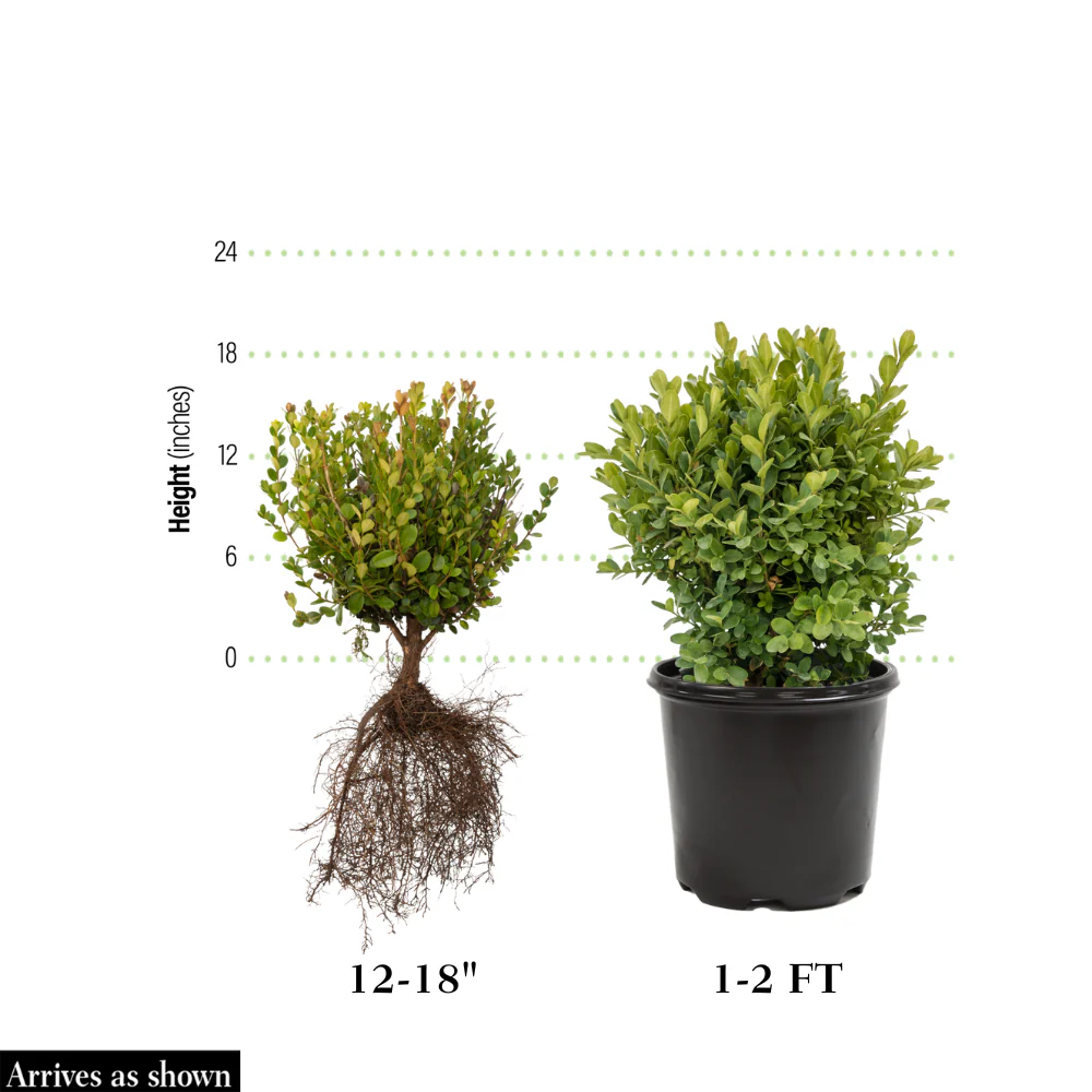 Boxwood Winter Gem - Image 3