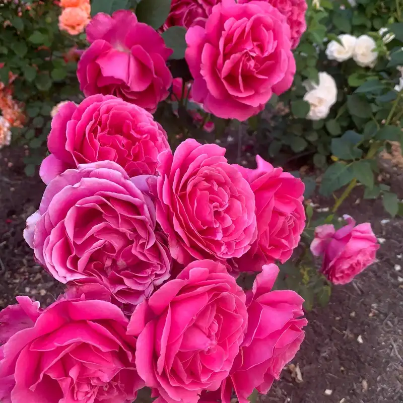 Grande Dame™ Hybrid Tea Rose - Image 3