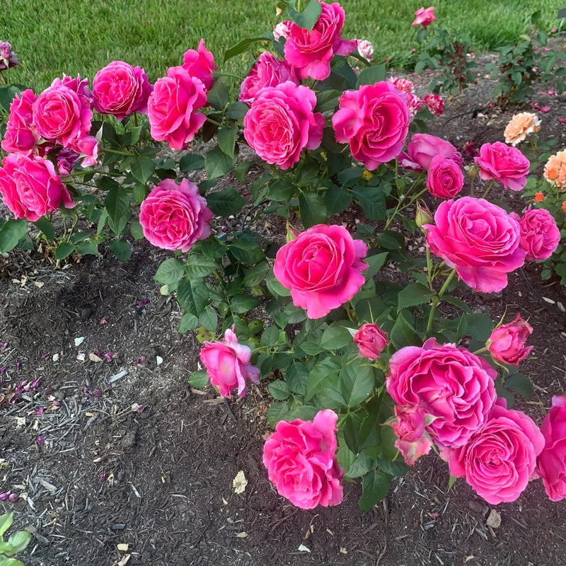 Grande Dame™ Hybrid Tea Rose - Image 4