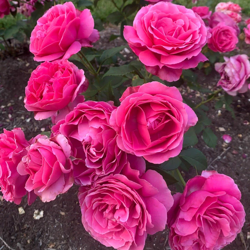 Grande Dame™ Hybrid Tea Rose - Image 5