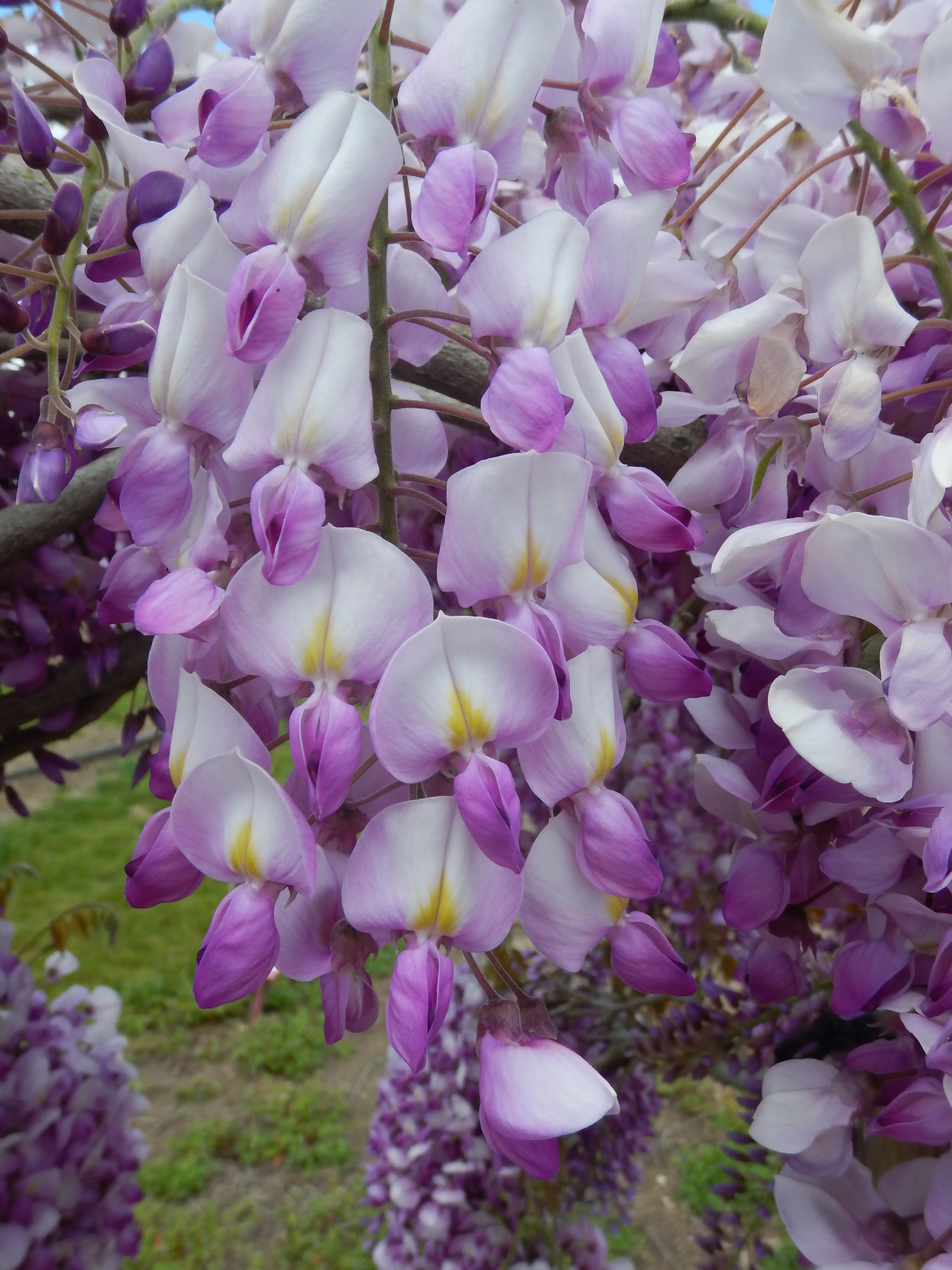 Grande Diva® Barbara Wisteria - Image 6
