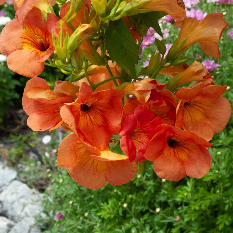 Grandiflora Trumpet Vine - Image 2