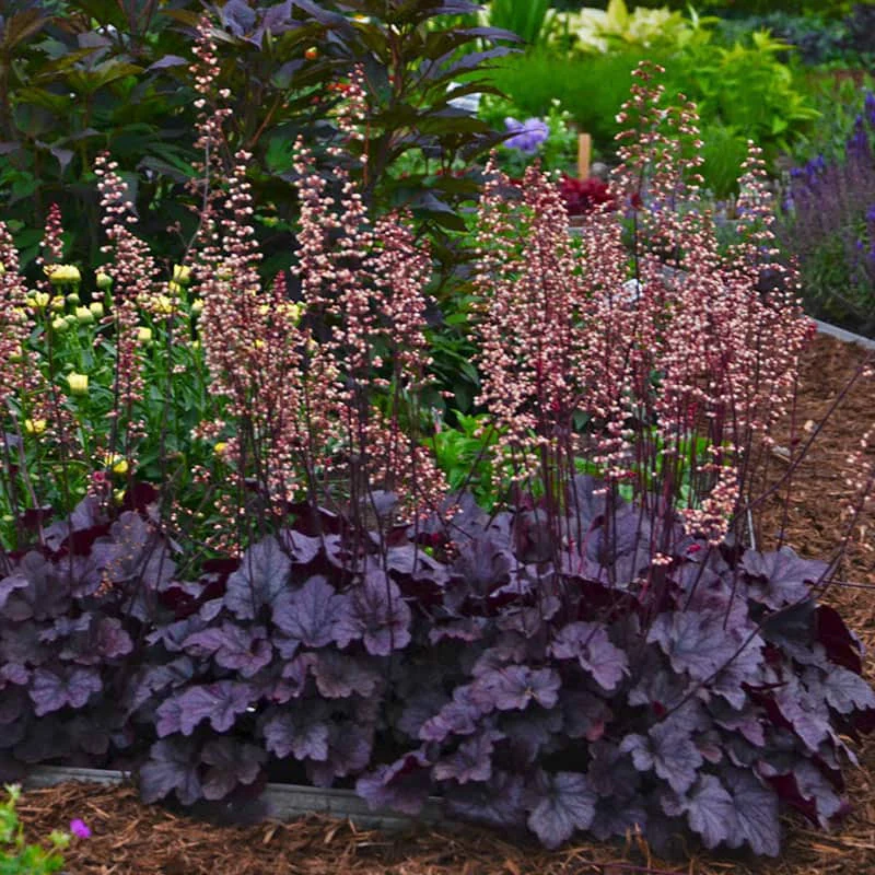 Grape Expectations Heuchera - Image 2