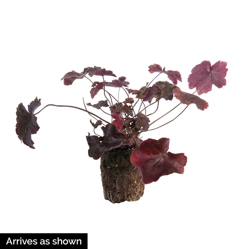 Grape Expectations Heuchera - Image 3