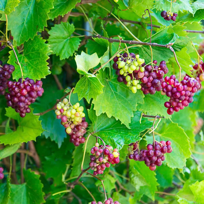 RazzMatazz® Grape - Image 4