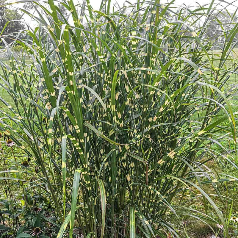 Zebra Grass - Image 2