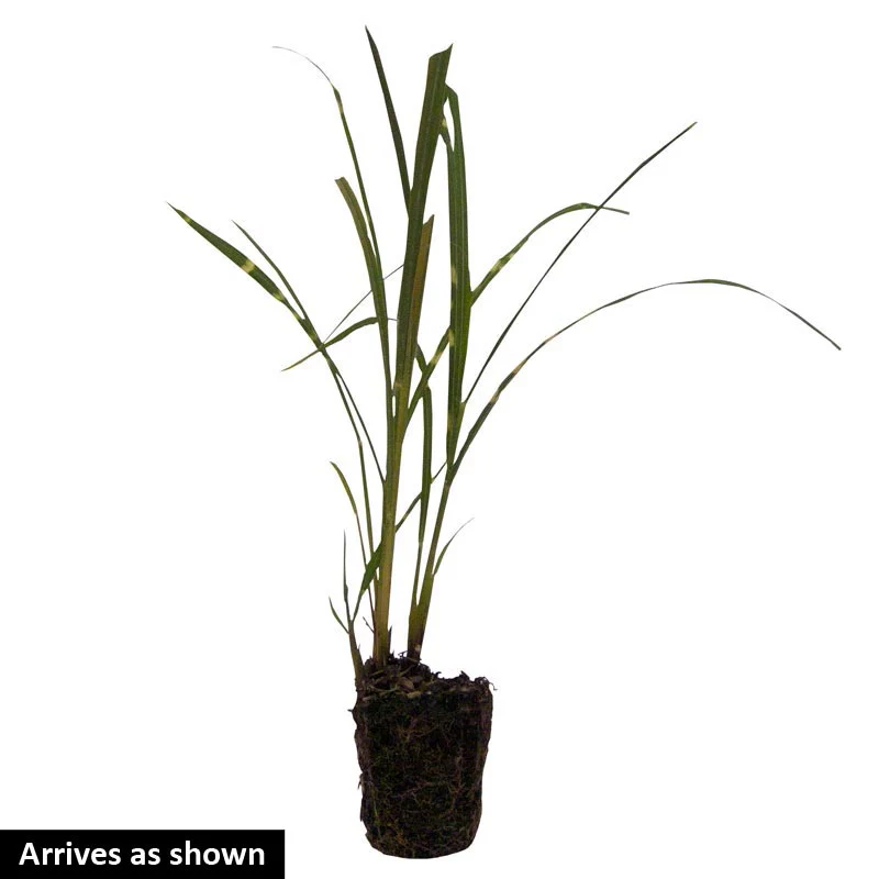 Zebra Grass - Image 3