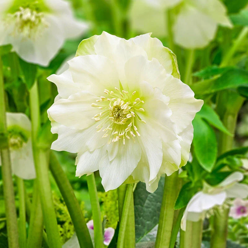 Great White Double Hellebore