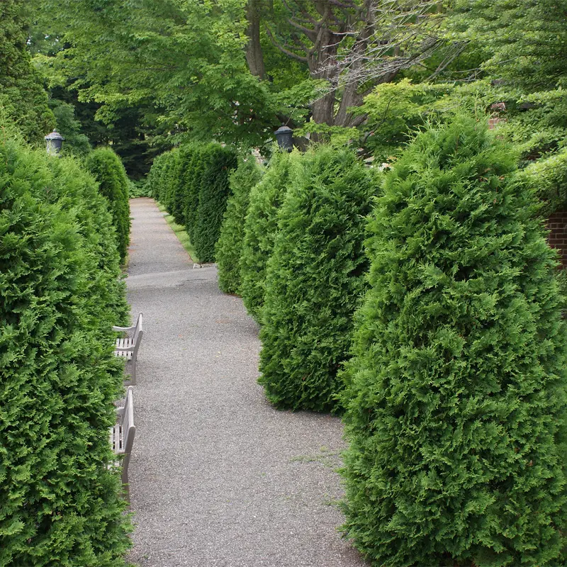 Green Giant Arborvitae - Image 3