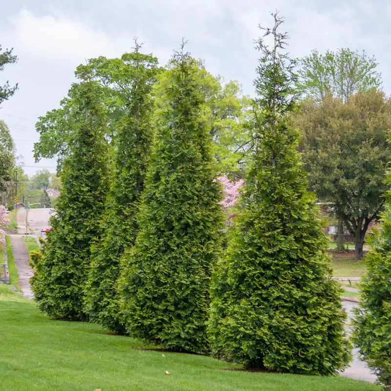 Green Giant Arborvitae - Image 4
