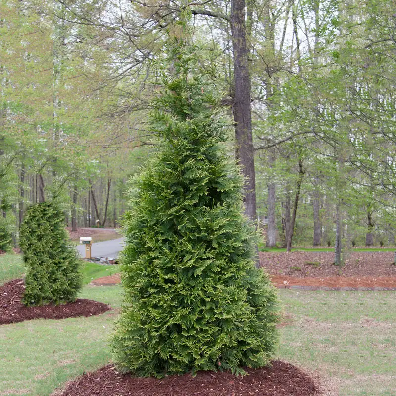 Green Giant Arborvitae - Image 5