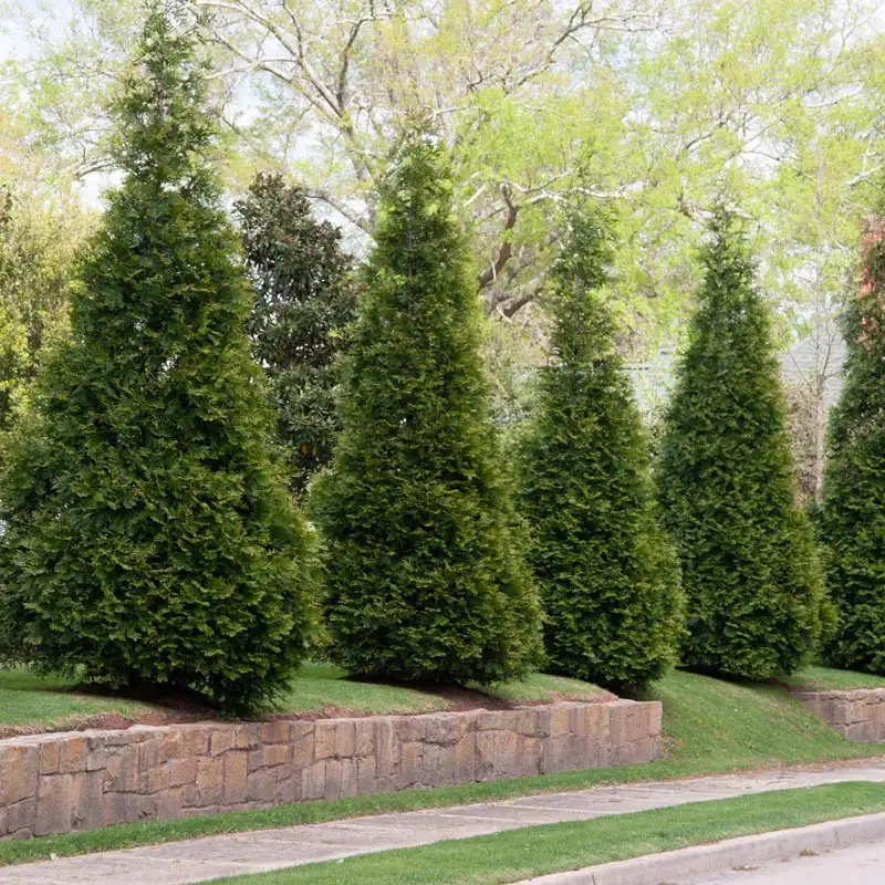 Green Giant Arborvitae - Image 6