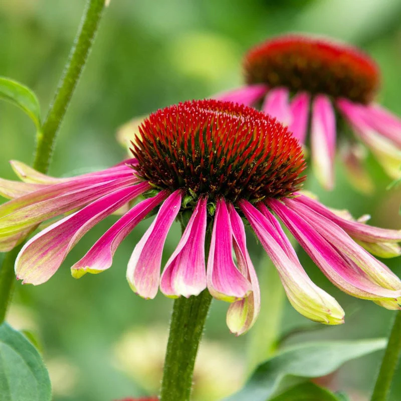 Green Twister Coneflower - Image 3